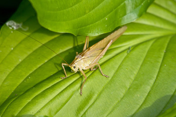 Grashüpfer im Garten
