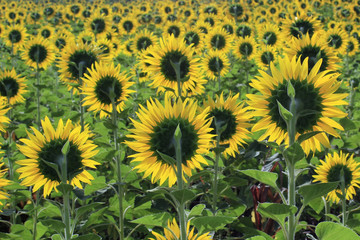 Naklejka premium sunflower