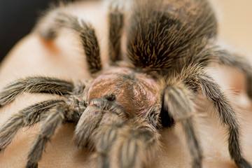 Grammostola rosea