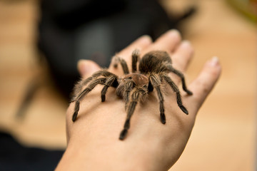 Grammostola rosea