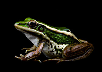 frog