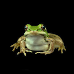 frog
