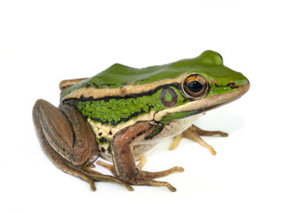 frog
