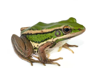 Peel and stick wall murals frog