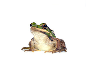 Frog isolated on white background