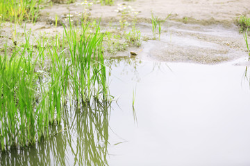Obraz premium Beautiful green grass in water