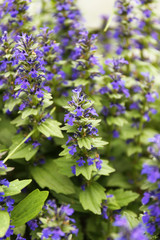 Beautiful wild flowers, outdoors