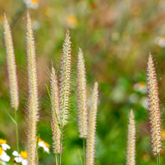 Vintage Grass Flower