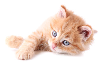 Cute little red kitten isolated on white © Africa Studio