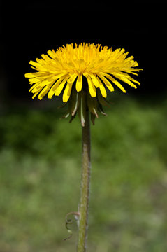 Fototapeta dandelion on the dark background