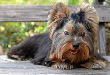 yorkshire terrier