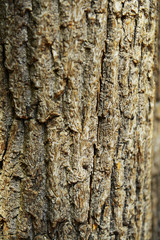 Wooden texture close-up