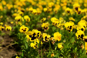 Beautiful flowers at park