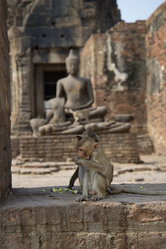 Молодая обезьяна в старинном храме.Таиланд