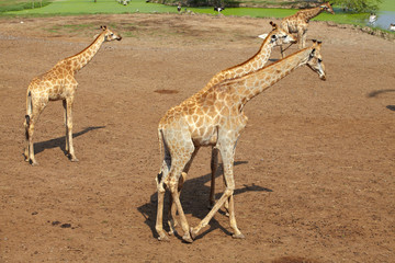 Naklejka na ściany i meble four giraffe walk in zoo