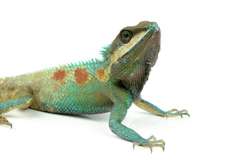 lacerta
