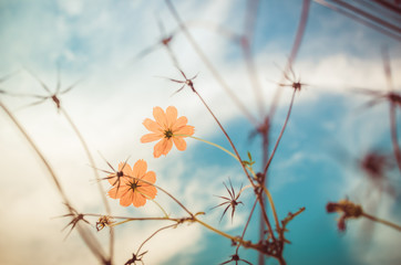 Yellow Cosmos flower vintage
