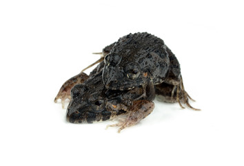 frogs mating on a white background
