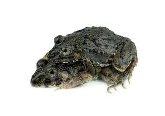 frogs mating on a white background