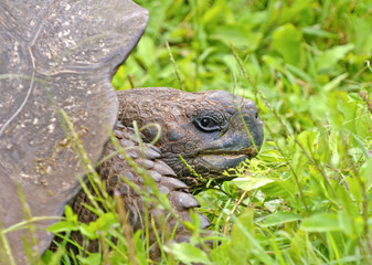 Galapagos Tortoise, Galapagos Islands, Ecuador
