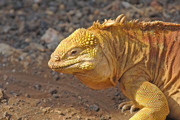 Galapagos Land Iguana, Galapagos Islands, Ecuador