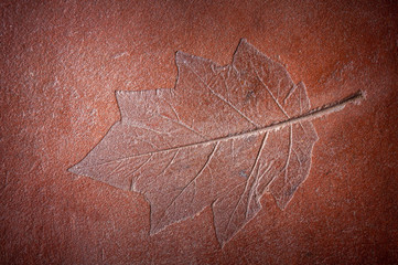 Leaf Patterns on the cement