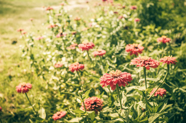 Zinnia flower vintage