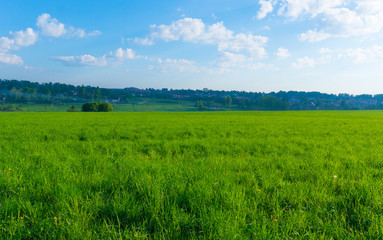 Background landscape field of green grass and blue sky and fores