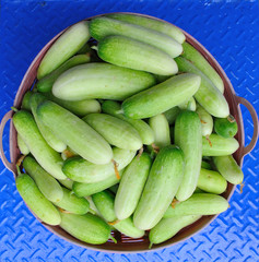 Fresh cucumbers from harvest.