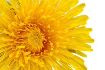Yellow Dandelion Flower Close-Up on White Background