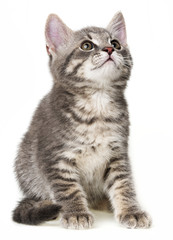 cute kitten isolated on white