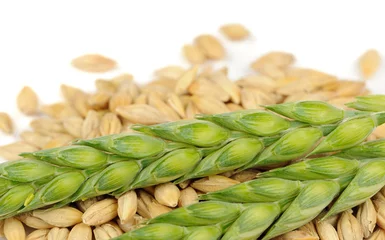 Fototapeten Green Ears and Barley Grains Close-Up © Vidady