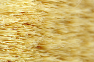 Brush Bristles Macro