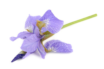 Belle fleur d& 39 iris violet isolé sur fond blanc