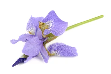 Abwaschbare Fototapete Iris Schöne lila Iris-Blume isoliert auf weißem Hintergrund