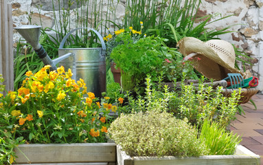 plantes aromatiques et jardinage