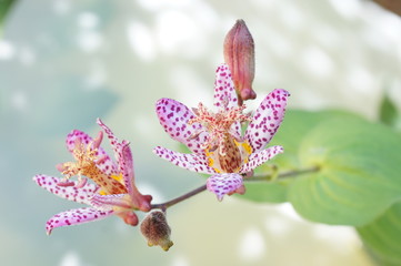 ホトトギスの花