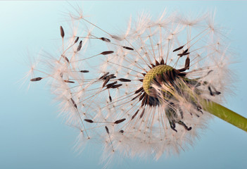 Dandelion clock: wishes and dreams    :) - 66031628