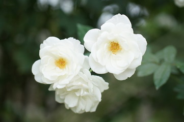 Fototapeta premium 白いバラ