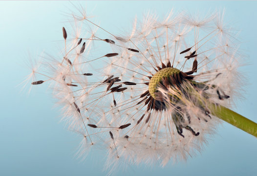 Fototapeta Dandelion clock: wishes and dreams    :)