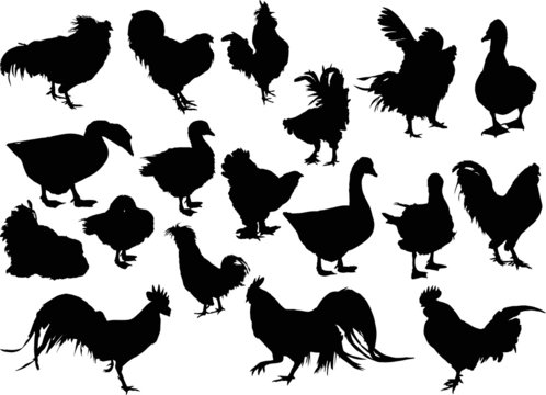 eighteen black farm bird silhouettes