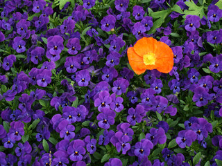 Naklejka premium Colorful contrasts in springtime