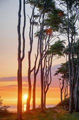 Sunrise at a beech forest at the Baltic Sea