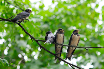 Schwalbenfamilie