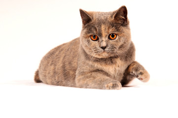 Britisch Kurzhaar Katze mit erhobener Pfote liegend