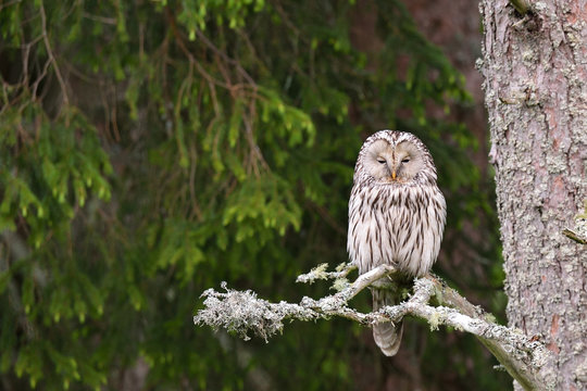 Ural Owl on tree