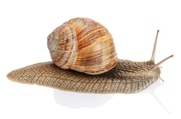 Garden snail on white background
