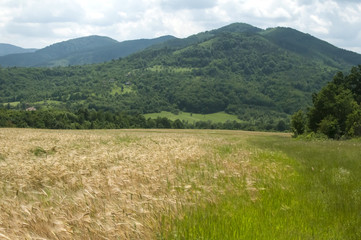 Landscape with wheat field, mountains and sky with white clouds