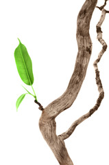 Single green leaf on dry branch