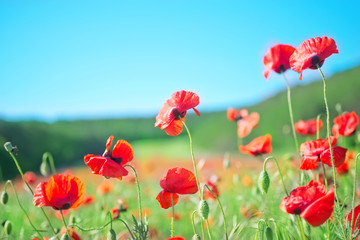 poppies field